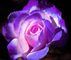 Purple Rose