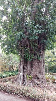 Tenerife Botanical Garden 07