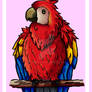 Red macaw // Guacamayo rojo