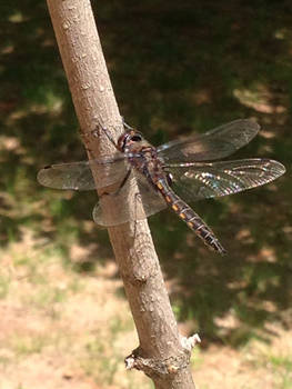 Dragonfly