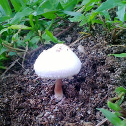 Mushroom