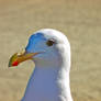 Seagull