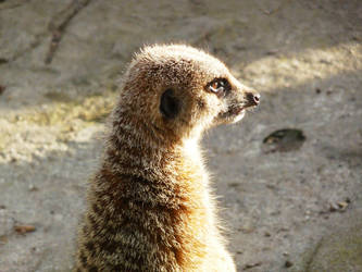 Meerkat