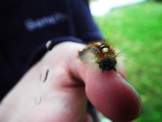 Caterpillar in the Tree