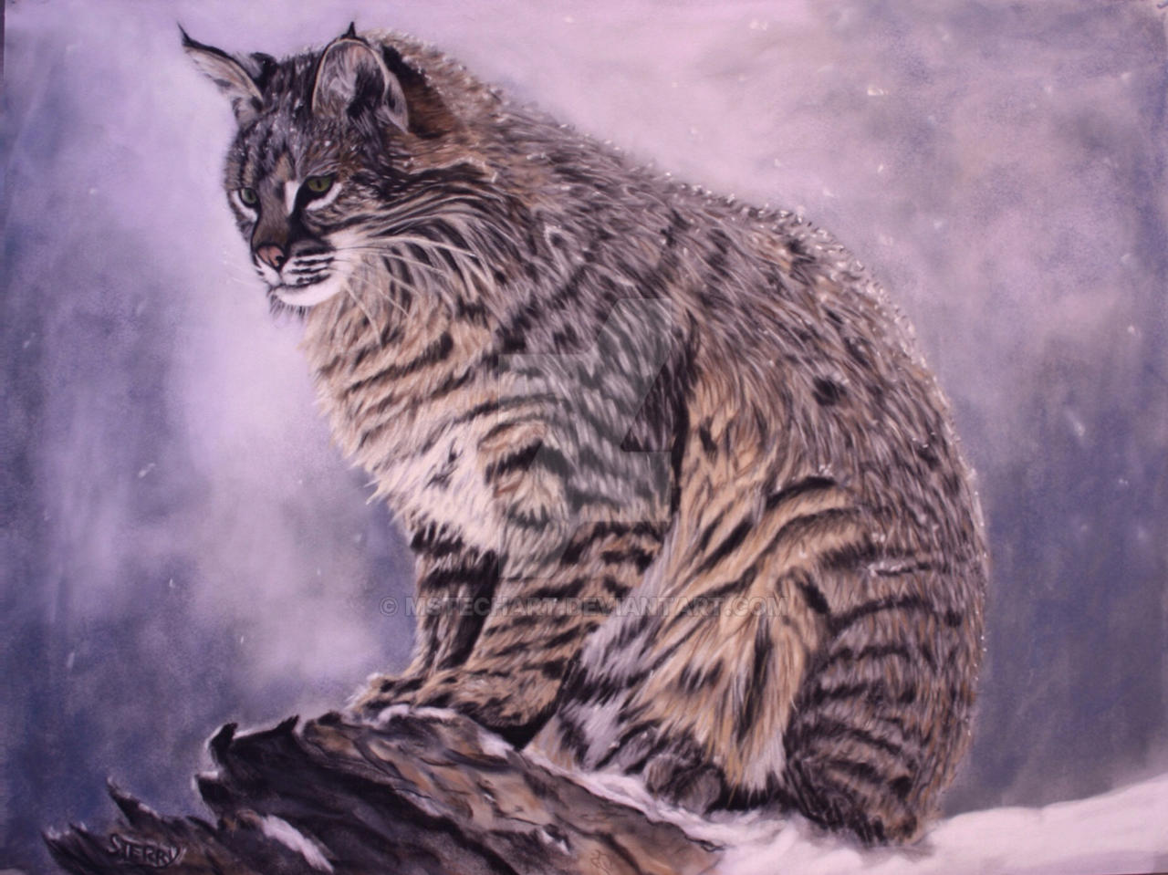 Cold Bobcat