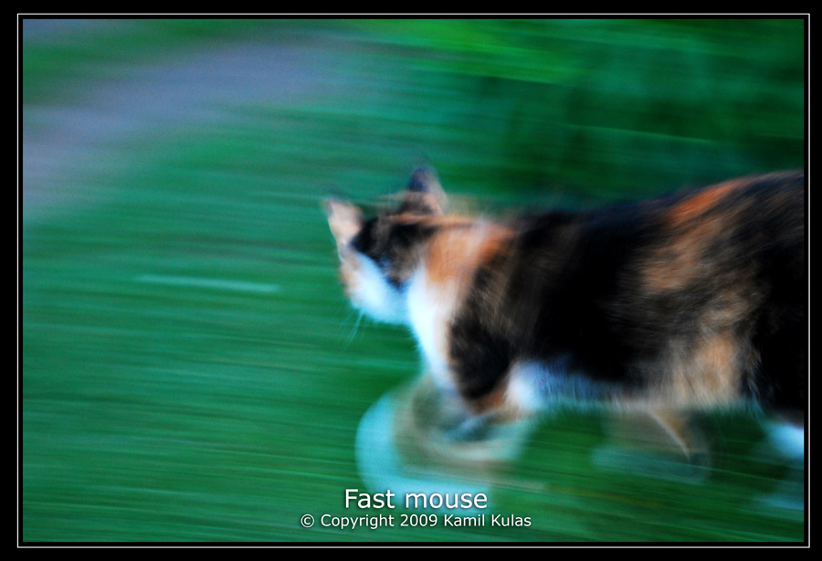 Fast mouse