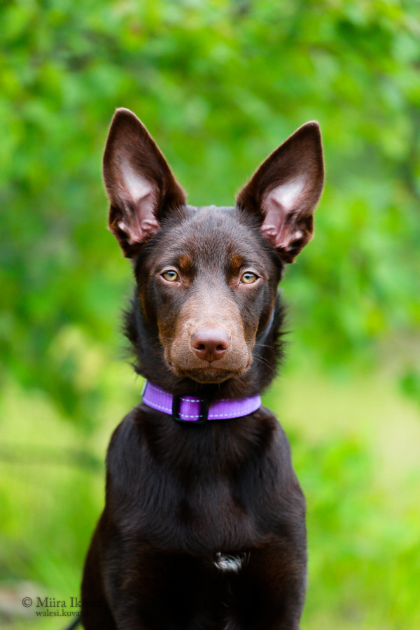 Puppy posing