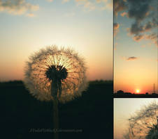 Dandelion Sunset