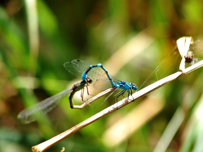 Coenagrion puella