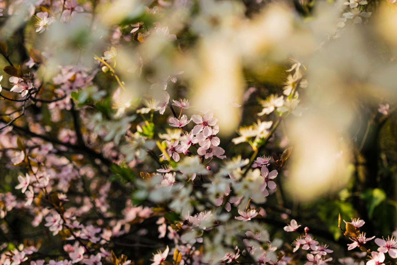 Spring Bloom