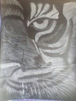 tiger 