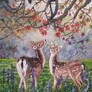 Deers