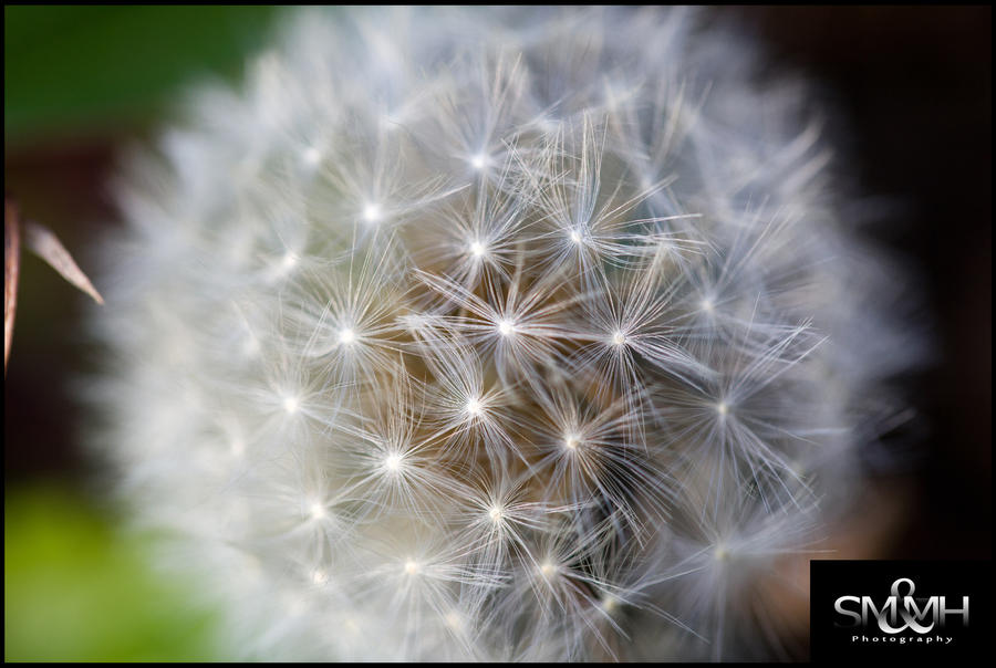 Insected Insected III by MarkHumphreys on DeviantArt