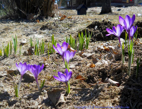 Crocus' - The Official Flowers Of Arendelle