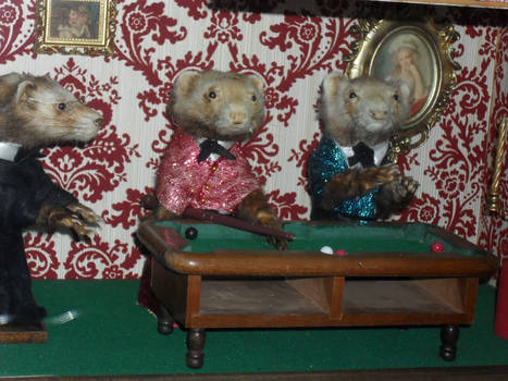 ferrets playing billar