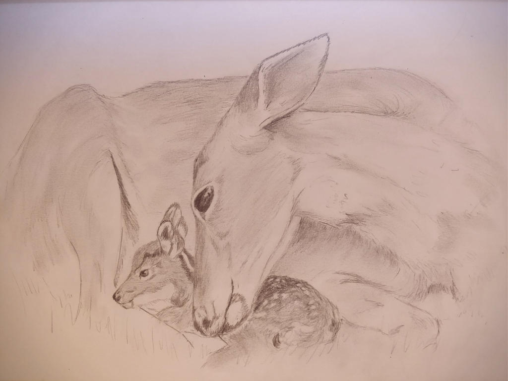 Biche Et Son Faon By Milow06 On Deviantart Biche Et Son Faon By Milow06 On Deviantart
