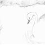 Swan Sketch