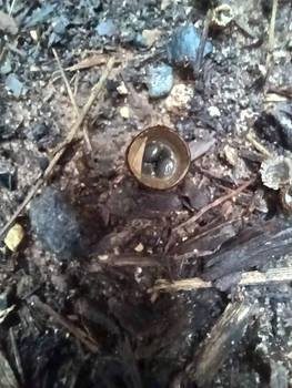 Birds Nest Fungus