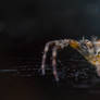 European Garden Spider (araneus diadematus)