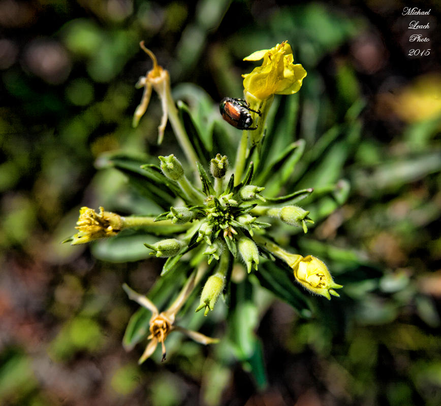 MLP Flower 2006 by MichaelLeachPhoto on DeviantArt