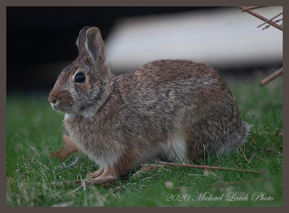 MLP Wild Rabbit Apr20 by MichaelLPhoto on DeviantArt