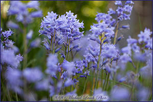 MLP Garden BlueBells May20 1558