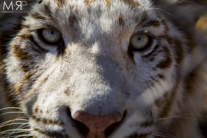 Eye of the Liger/Tigon