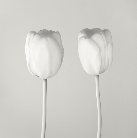 Tulips 6