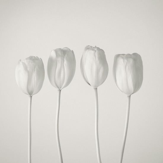 4 tulips