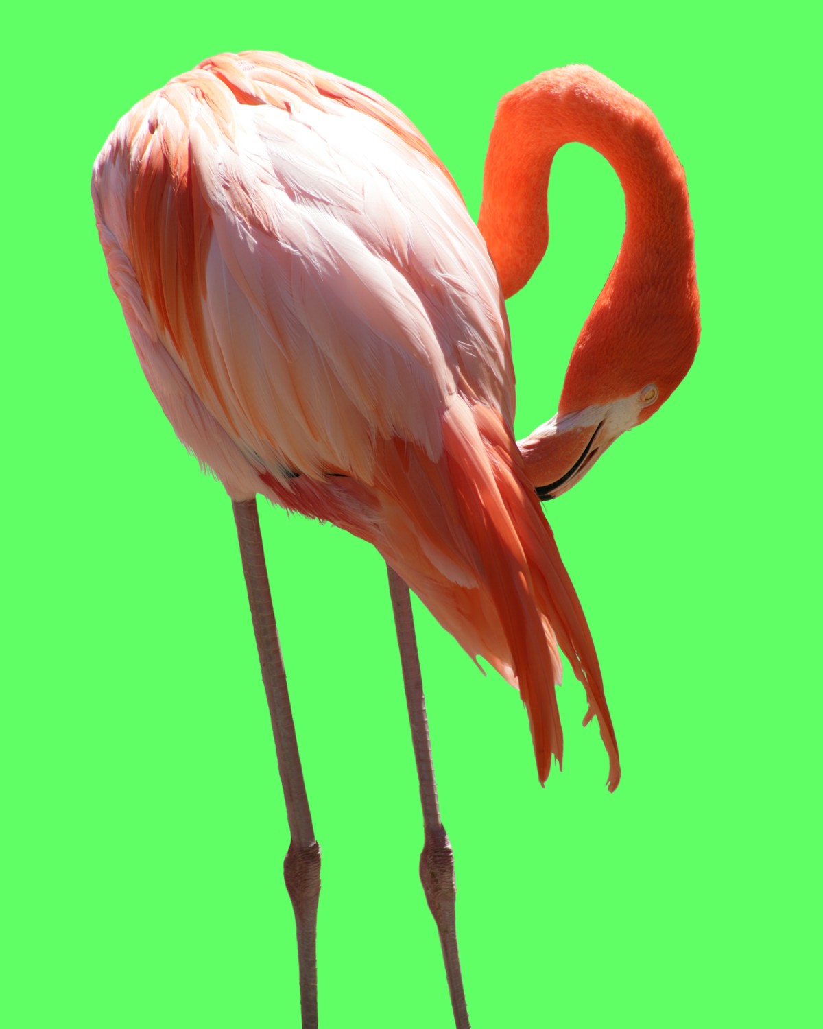 Flamingos 2