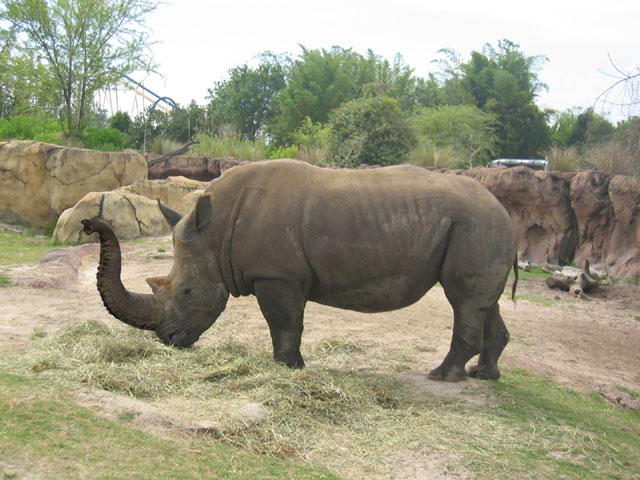 Elephino by jgannon on DeviantArt