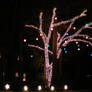 Tree of Light...