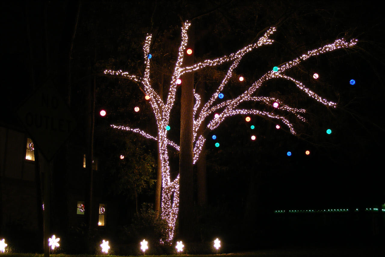 Tree of Light...