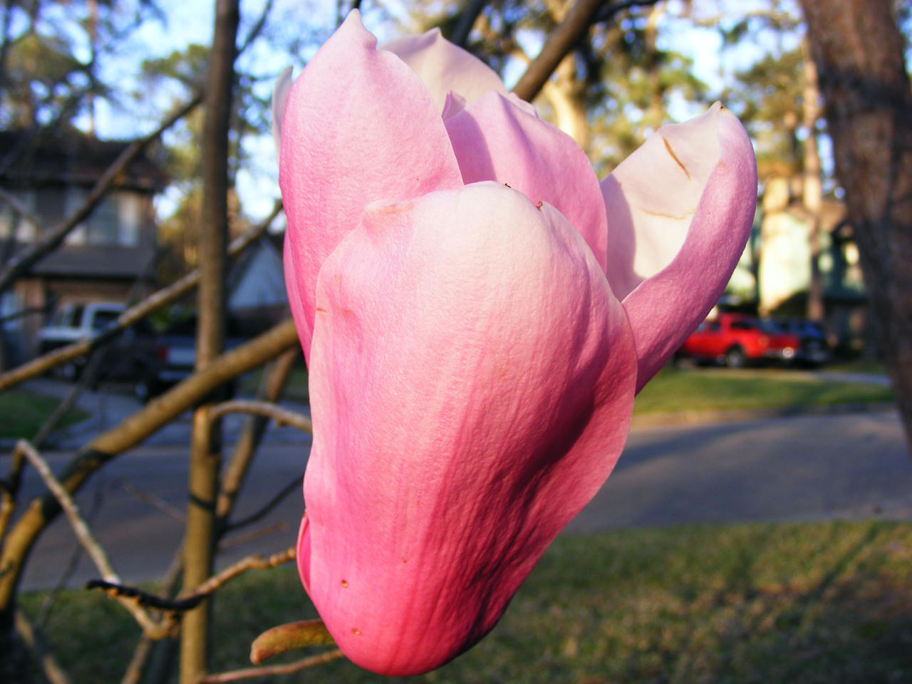 Pink Bell...