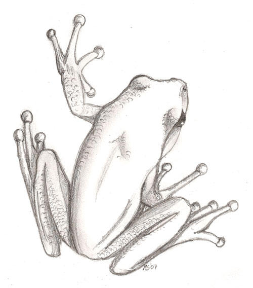 Tree Frog By Leoness On Deviantart