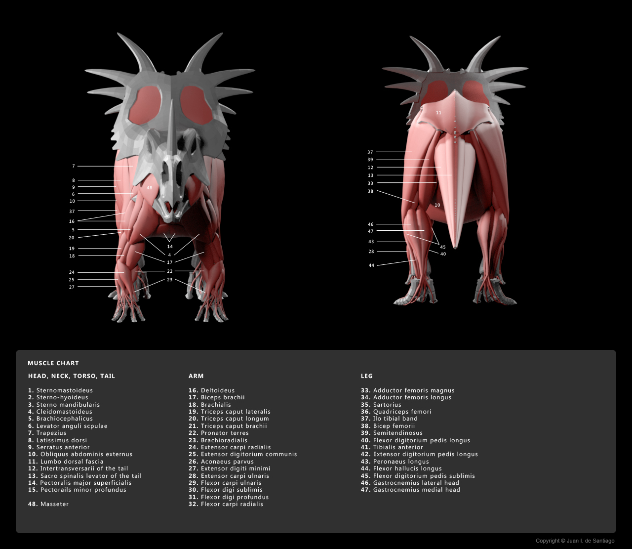 Muscle Diagram 3