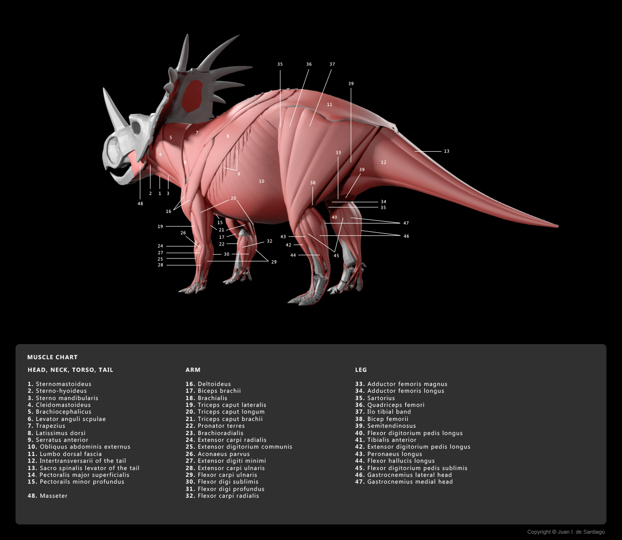 Muscle Diagram 4