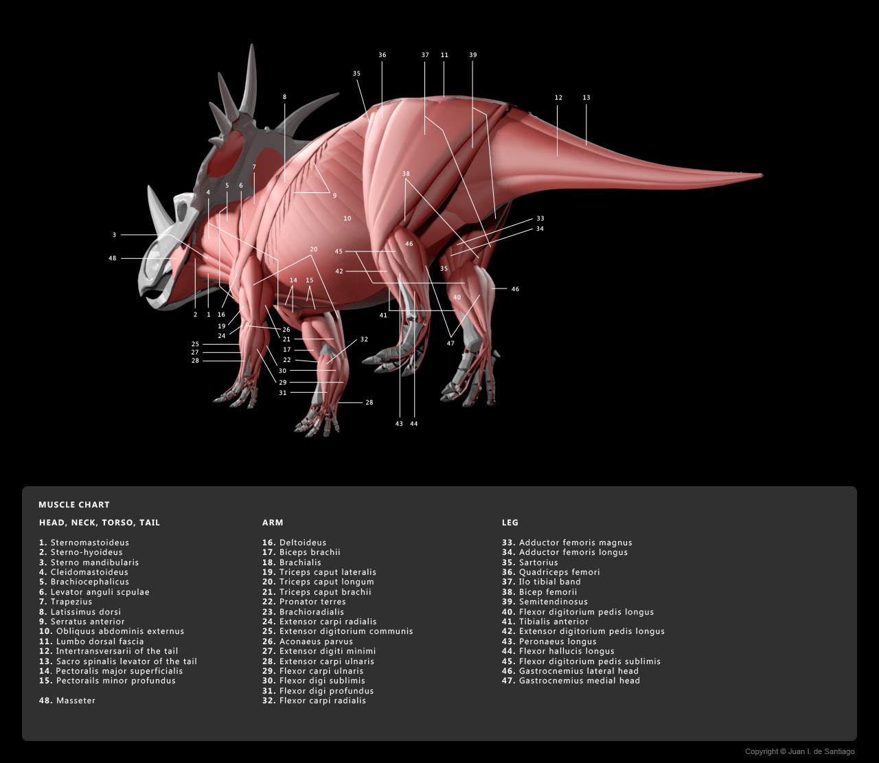 Tectone Muscles Muscle Diagram 5 by Red-Dilopho on DeviantArt
