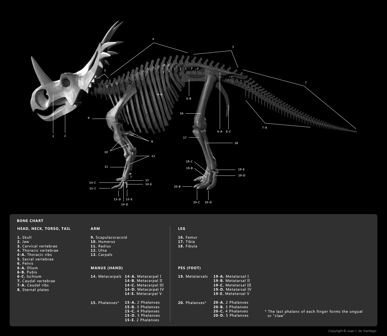 Skeleton Diagram 1 by Red Biology Diagrams