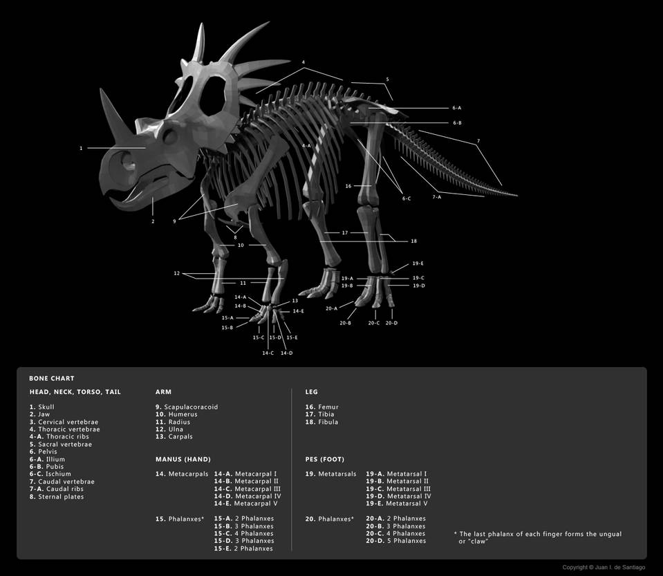 Skeleton Diagram 2 by Red Biology Diagrams
