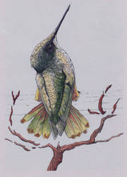 Colibri