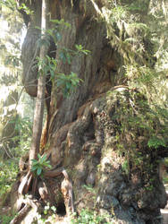 Morphed Redwood