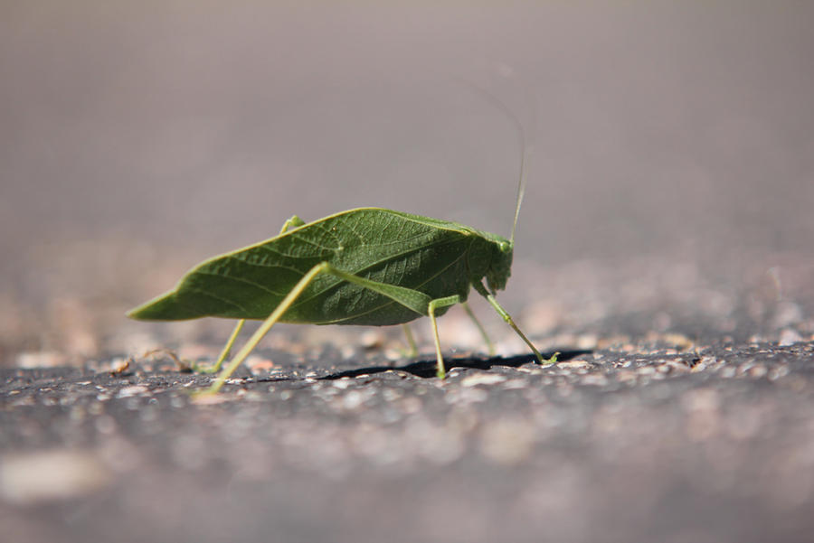 LEAFY BUG