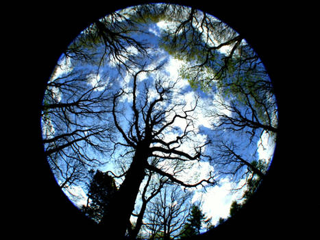 Fisheye Trees