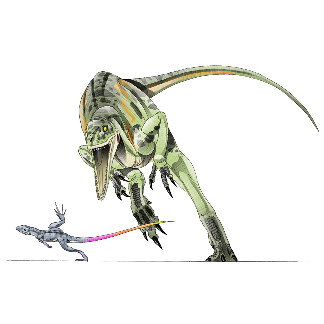 Coelurus Deviantart Coelurus02 by raptoryx13 on DeviantArt