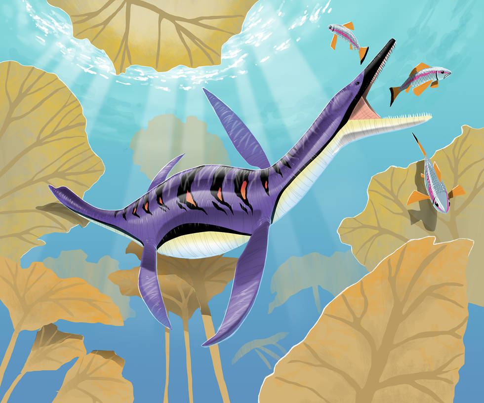 Polycotyus Polycotylus by raptoryx13 on DeviantArt