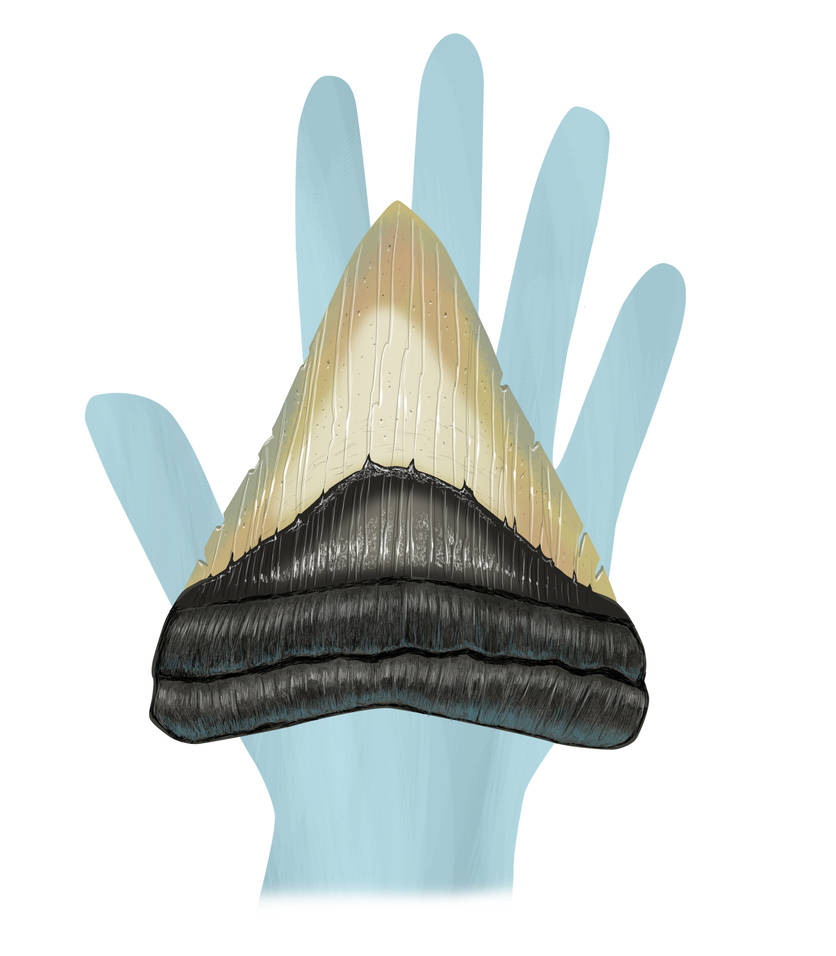 Megalodon Tooth by raptoryx13 on DeviantArt