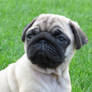 Pug Puppy