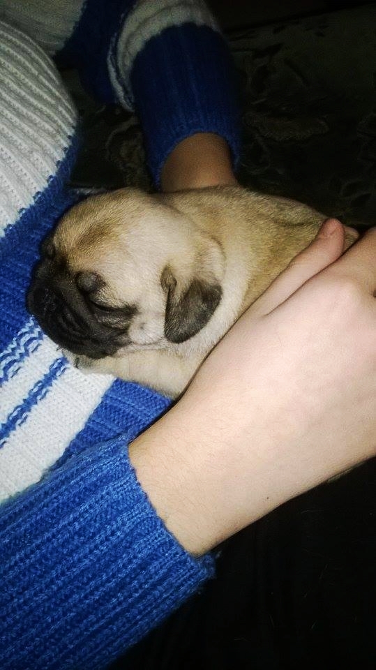 Little pug