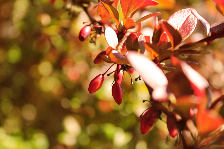 Red'n'Green